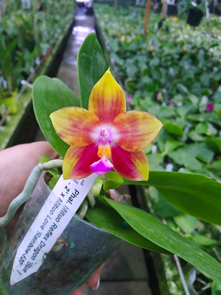 Phalaenopsis Mituo Reflex Dragon 'Blue - 2' x Mituo Love 'Rainbow-520'.jpg