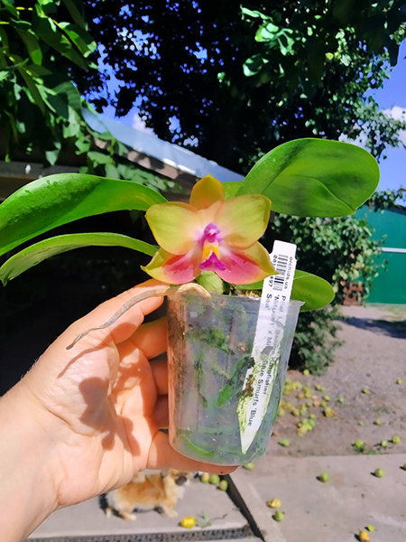 Phalaenopsis LD Bellina Kingfisher 'Mituo#1' x Mituo Blue Smurfs 'Blue Sea'.jpg