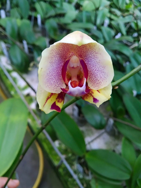 Phalaenopsis Mituo Reflex Dragon 'Blue-2' x Jincheng Big Magic Bean.jpg