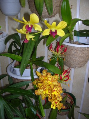 Rotation of DSCN3072.JPG