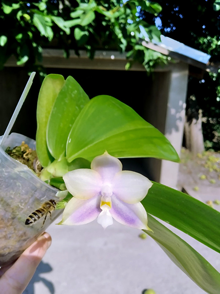 Phalaenopsis Mituo Purple Dragon x Sogo Vivien 'VQ'.jpg