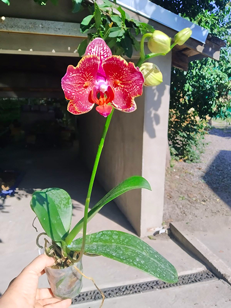 Phalaenopsis I-Hsin Claire.jpg