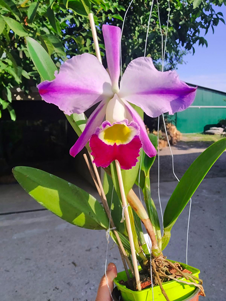Cattleya eldorado flamea.jpg