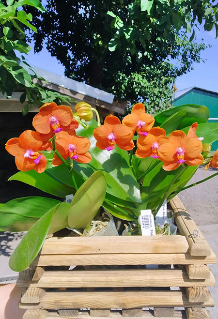 Phalaenopsis Allura 'Mars'.jpg