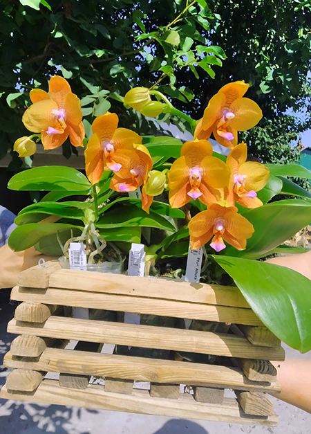 Phalaenopsis Allura 'Matera'.jpg