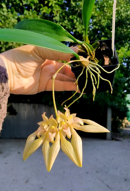 Bulbophyllum annandalei.jpg