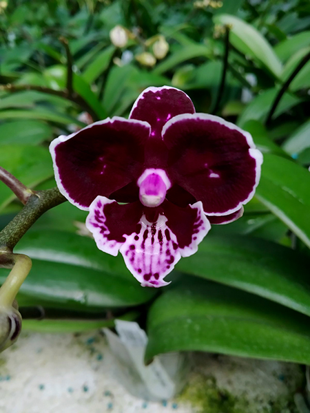 Phalaenopsis Allura 'Black Swan'.jpg