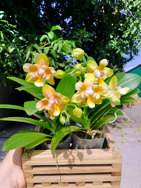 Phalaenopsis Allura Anmio Yellow Bat '9107'.jpg