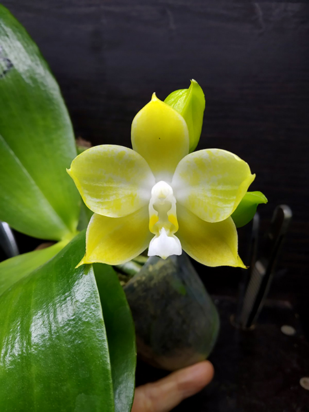 Phalaenopsis Mituo Purple Dragon x Yungho Gelb Canary 'Sunshine'.jpg