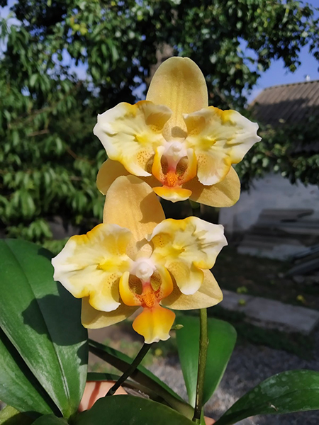 Phalaenopsis Little Emperor.jpg