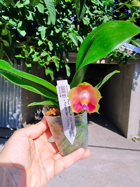 Phalaenopsis Mituo Purple Dragon 'M#30' x Yungho Gelb Canary 'Sunshine'.jpg