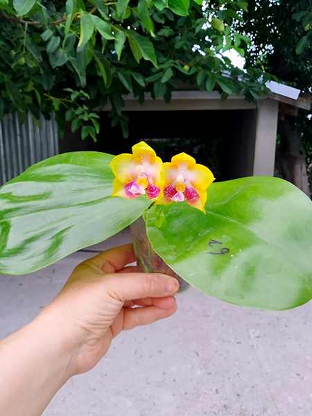 Phalaenopsis Mituo Gelb Eagle 'Oriole' x Mituo Reflex Dragon 'Blue Ring'.jpg