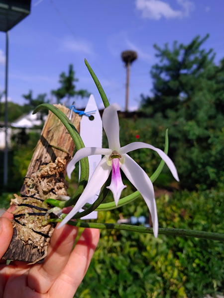 Leptotes bicolor.jpg