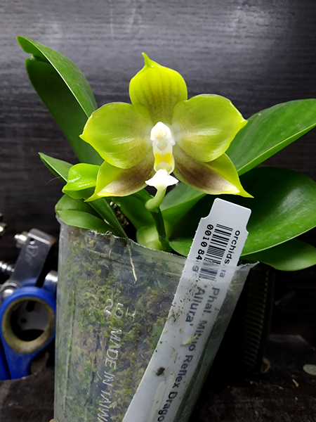 Phalaenopsis Mituo Reflex Dragon 'Allura'.jpg
