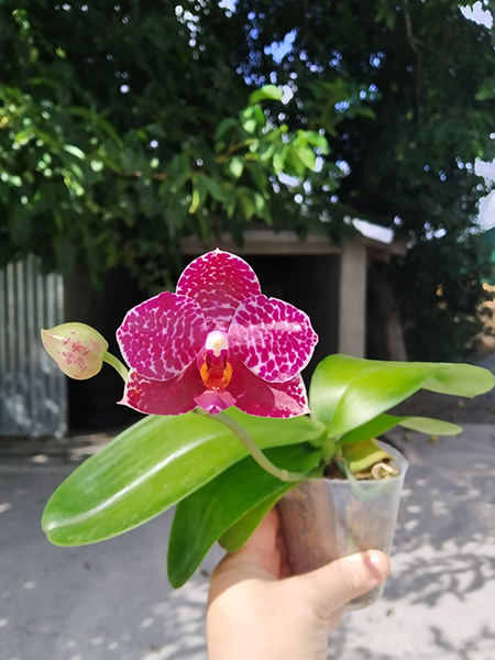 Phalaenopsis Mituo Sunrise 'Angel Rose' x Mituo Purple Dragon.jpg