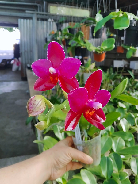 Phalaenopsis Mituo Sunrise 'Angel Rose' x Mituo Purple Dragon.jpg