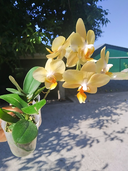 Phalaenopsis Little Emperor.jpg