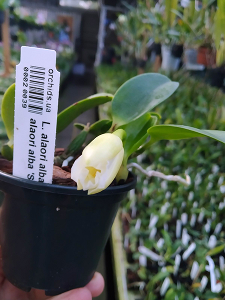 Laelia alaori alba 'Snow Flakes' x Laelia alaori alba 'SC'.jpg