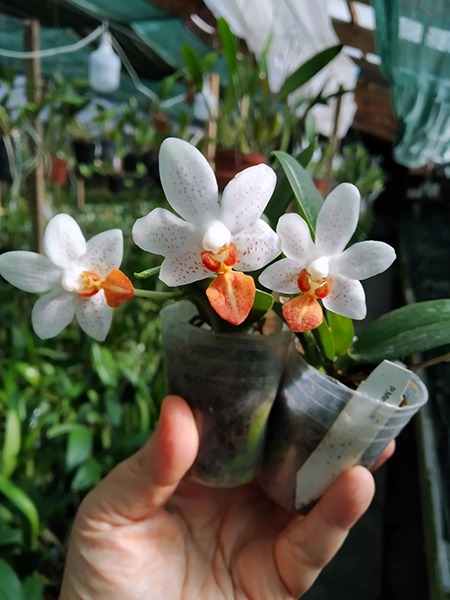 Phalaenopsis Mini Mark.jpg