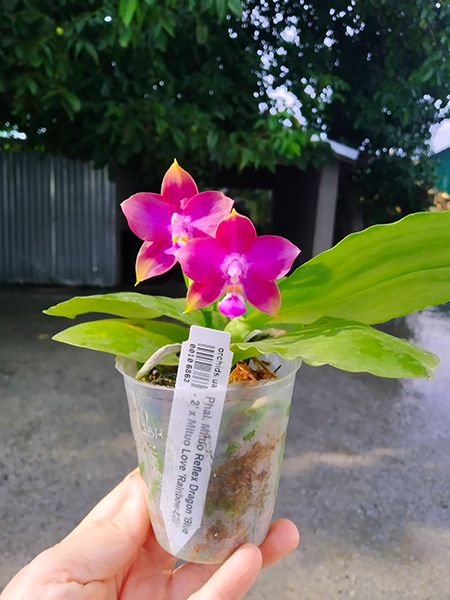 Phalaenopsis Mituo Reflex Dragon 'Blue - 2' x Mituo Love 'Rainbow-520'.jpg
