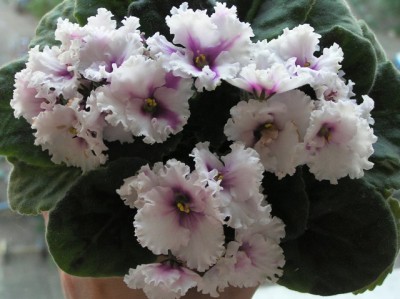 безымянная-букет