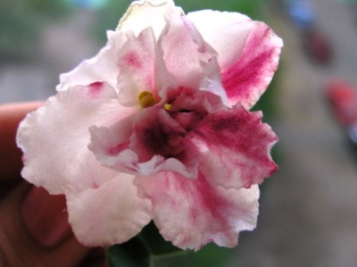 Арапаха не прокрасилась