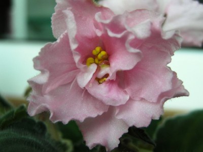 Розовый салют