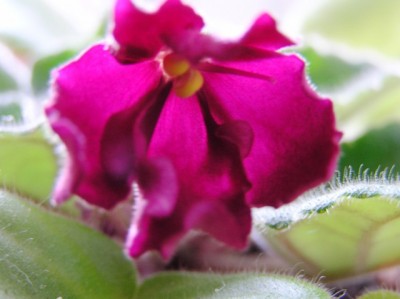 Powow- первое цветение и жара явно пошла не на пользу