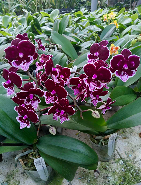 Phalaenopsis Allura 'Black Swan'.jpg
