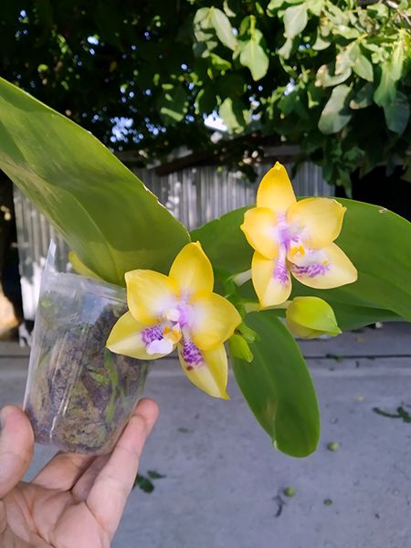 Phalaenopsis Mituo Gelb Eagle 'Oriole' x Mituo Reflex Dragon 'Blue Ring'.jpg