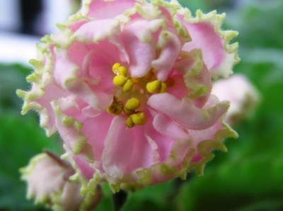 эта меня радует всегда-Зима улыбается