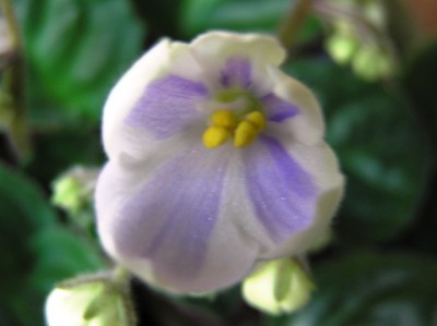 Химера из-за жары вышла светленькая