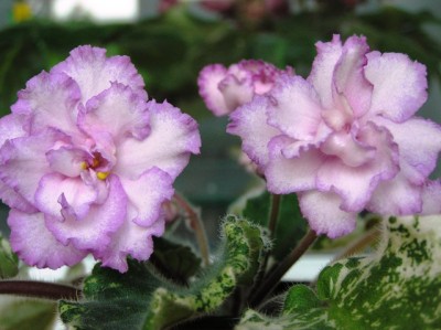 Fredette’s Risen Star