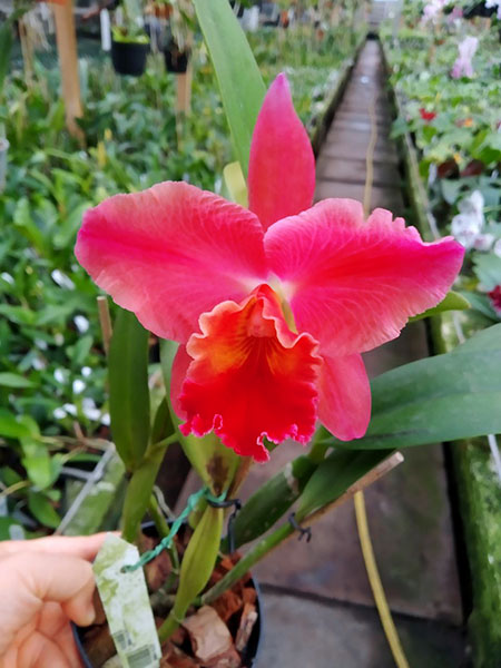 Brassolaeliocattleya (Goldenzelle x Oconee) 'Machado #1'.jpg