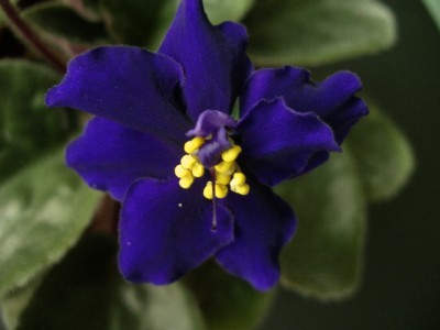 Африканская ночь