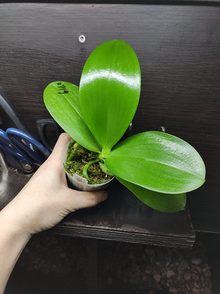 Phalaenopsis Mituo Gigan Dragon 'Dragon' x Mituo Gold Star.jpg