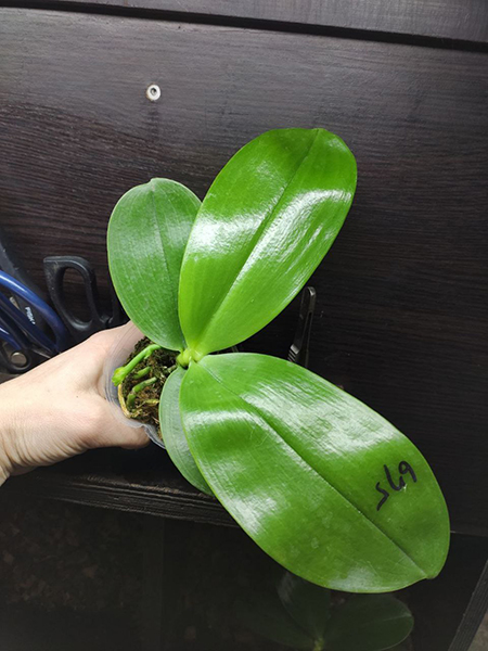 Phalaenopsis Mituo Reflex Dragon 'Blue Ring' MO675.jpg