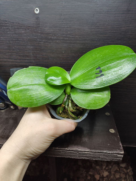 Phalaenopsis Mituo Love 'Rainbow-520'.jpg