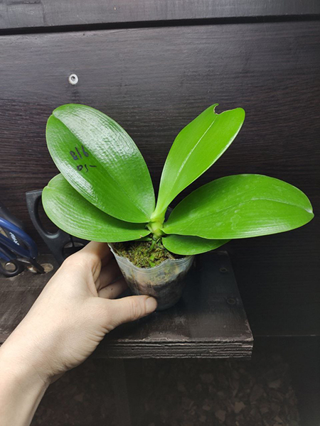 Phalaenopsis Mituo Reflex Dragon 'Red Dragon'.jpg