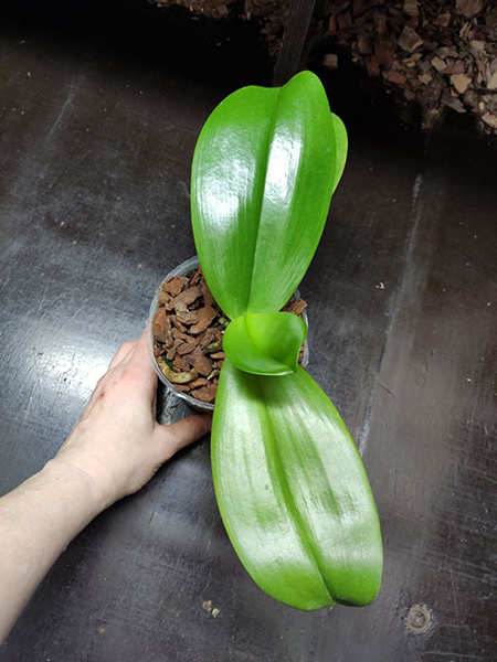 Phalaenopsis Mainshow Sunshine (Lyndon Ever Emerald x gigantea alba).jpg