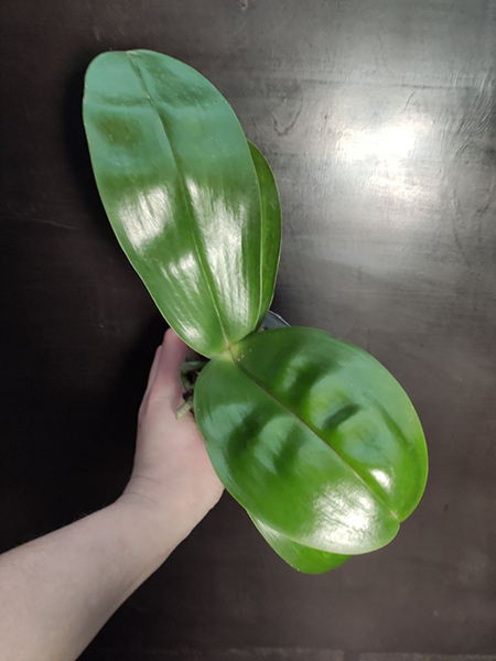 Phalaenopsis YangYang Gigan Cherry.jpg