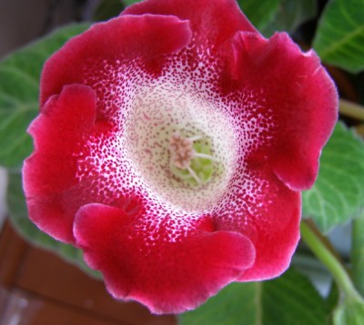 яркая темно-розовая с пятнистым горлышком