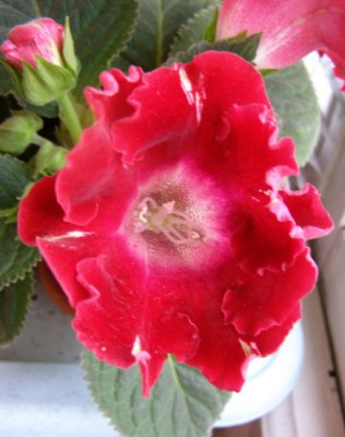 темно-красная