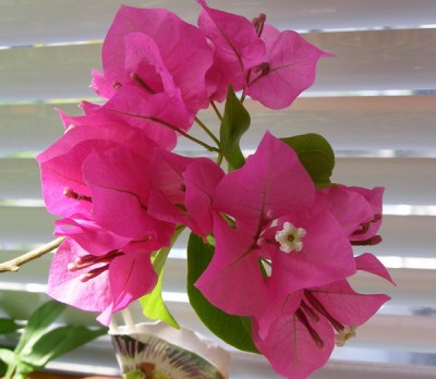 цветущая веточка