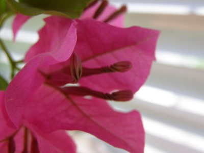 этот уже отцвел, цветочек закрутился в спиральку