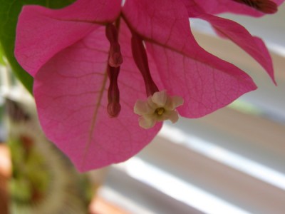 Это раскрытый цветочек и еще 2 бутончика