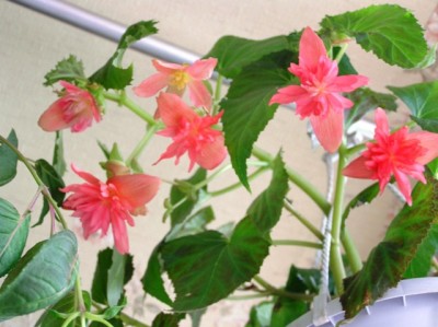 бегония цветет