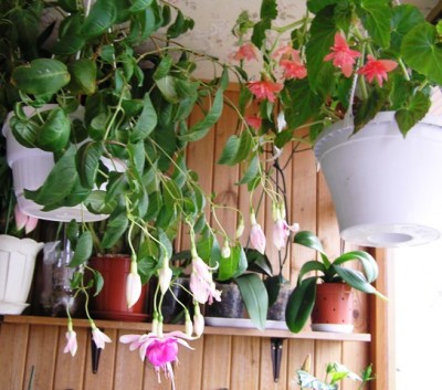 Белла Розелла и бегония