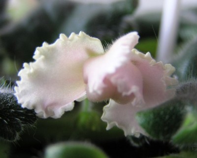 Rosy Ruffles- скоро, очень скоро