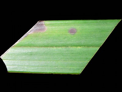 Пятно на листе